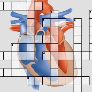 circulatory system crossword