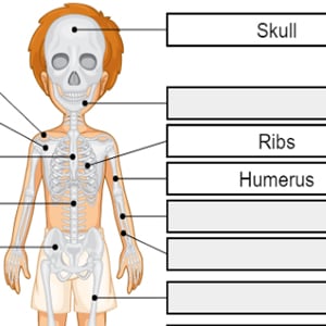 name the bones game