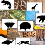 THE SKIN OF ANIMALS: Matching Game