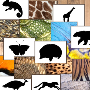 skin animal matching game online