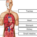 Human Body Organs