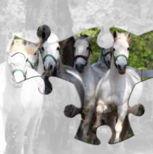 horses online jigsaw puzzles