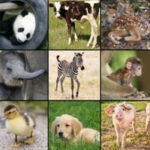 Animals and their Babies Game Online