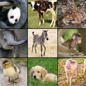 animals and offsrping matching game online