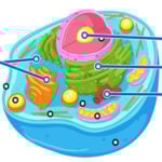 ANIMAL CELL Diagram Game