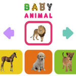 Baby Animals