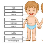 Basic Parts of the HUMAN BODY in Spanish