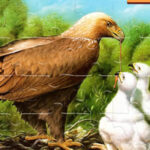 Bird Jigsaw Puzzles Online