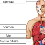 Body Organs in French