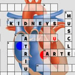 Circulatory System Crossword Puzzle