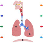 RESPIRATORY SYSTEM Diagram