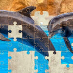 Dolphin Jigsaw Puzzle 64 Pieces