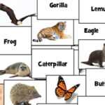 Animal Names in English