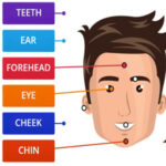 Parts of the Face Diagram