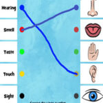 The Five Senses