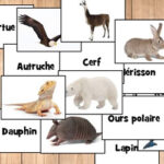 Animal names in French