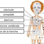 Bones of the Skeleton in French