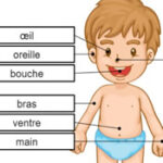 Human Body in French
