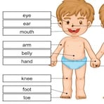 Basic Parts of the Human Body