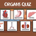Human Body Organs Quiz
