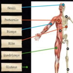 Human Musculoskeletal System: Bones and Muscles