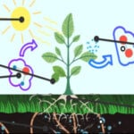 Interactive PHOTOSYNTHESIS Diagram