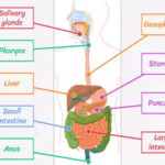 Parts of the Digestive System