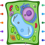 PLANT CELL Diagram Game