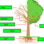 Tree Parts Game