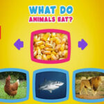 What do animals eat?