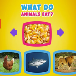 What do animals eat? • 